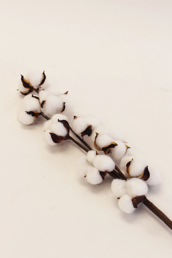 cotton stems