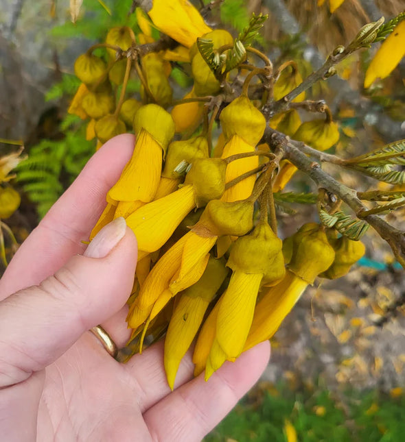 Kowhai Anti-Itch Gel 50ml